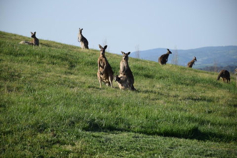 Borrodell Vineyard - Tourism Townsville 33