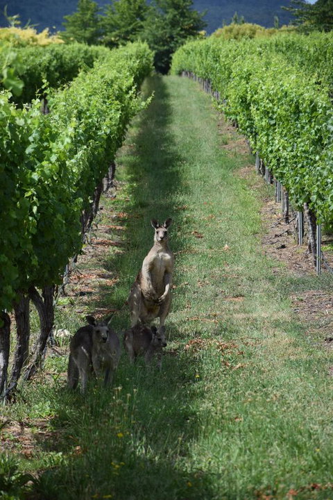 Borrodell Vineyard - Tourism Townsville 31