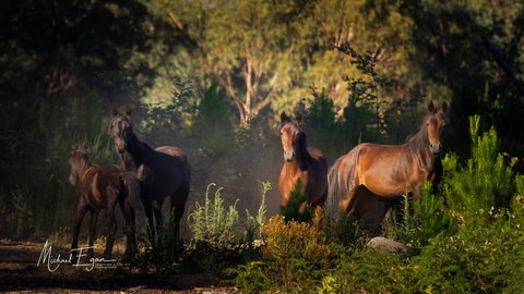 Pound Creek Gallery - Tourism Townsville 18