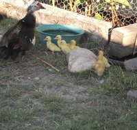 Corella Creek Country Farm Stay - Tourism Townsville