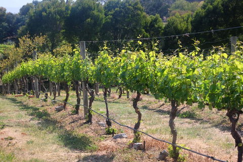 Every Man And His Dog Vineyard - Tourism Townsville 2
