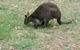 Lyrebird Gully Retreat - thumb 1