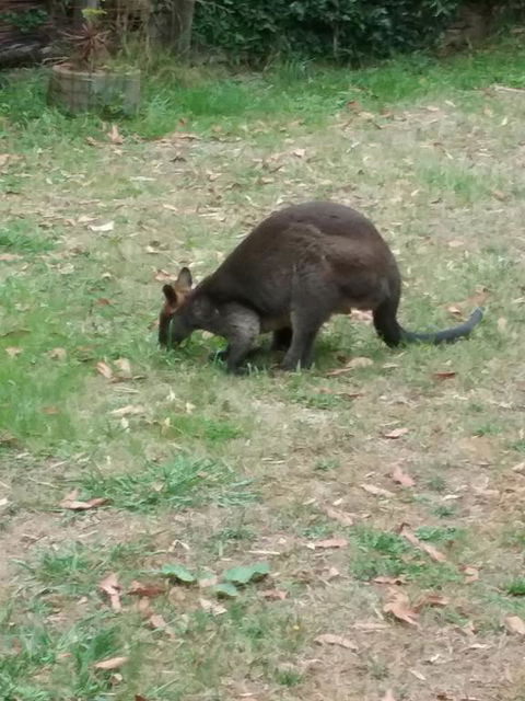 Lyrebird Gully Retreat - Tourism Townsville 1