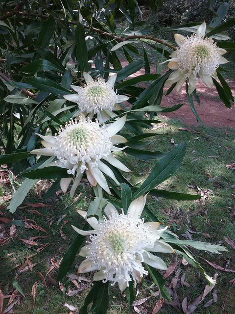 Lyrebird Gully Retreat - Tourism Townsville 0