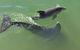 Mandurah Dolphin Escape - thumb 3