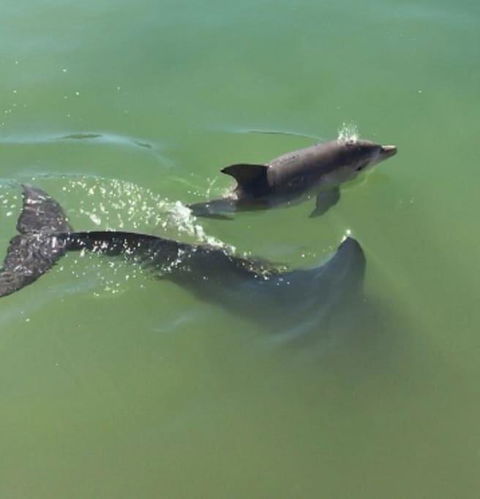 Mandurah Dolphin Escape - Tourism Townsville 3