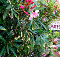Mercury motor inn - Tourism Townsville