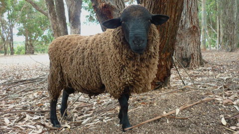Margaret River Hideaway & Farmstay - Tourism Townsville 27