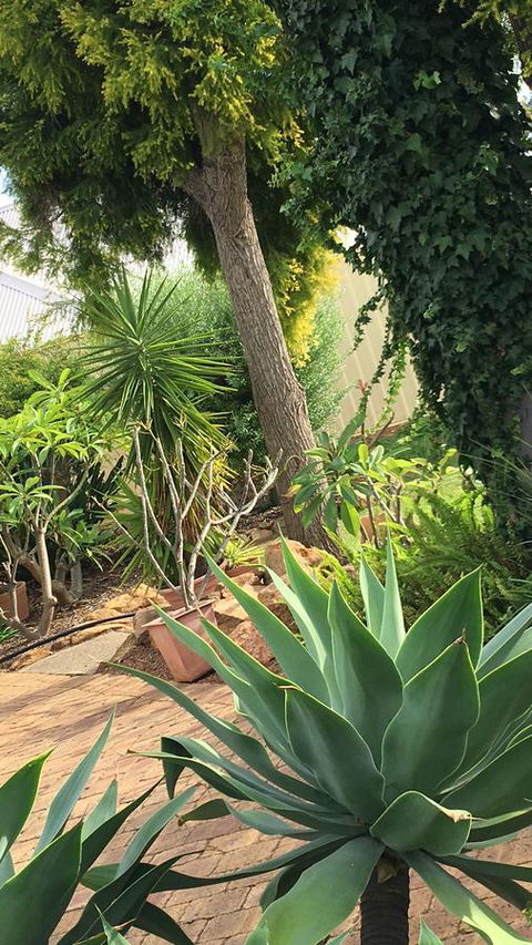 Armadale Cottage Bed & Breakfast - Tourism Townsville 1