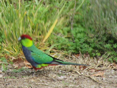 Di's Cabin In Dwellingup - Tourism Townsville 26