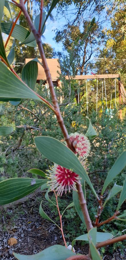 Di's Cabin In Dwellingup - Tourism Townsville 4