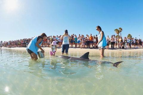 RAC Monkey Mia Dolphin Resort - Tourism Townsville 2