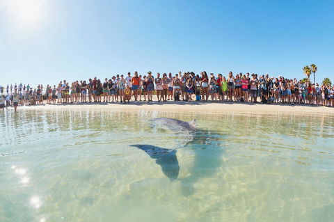 RAC Monkey Mia Dolphin Resort - Tourism Townsville 3
