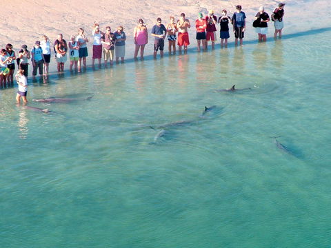 RAC Monkey Mia Dolphin Resort - Tourism Townsville 4