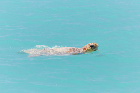 RAC Monkey Mia Dolphin Resort - Tourism Townsville 20