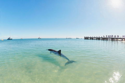 RAC Monkey Mia Dolphin Resort - Tourism Townsville 1