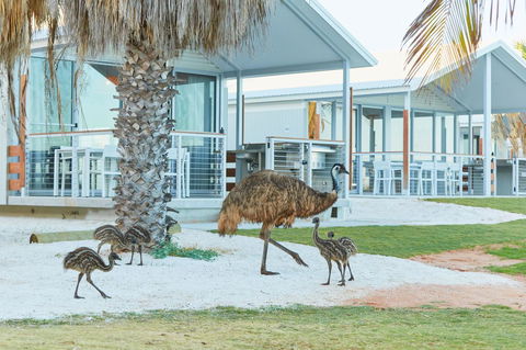 RAC Monkey Mia Dolphin Resort - Tourism Townsville 15
