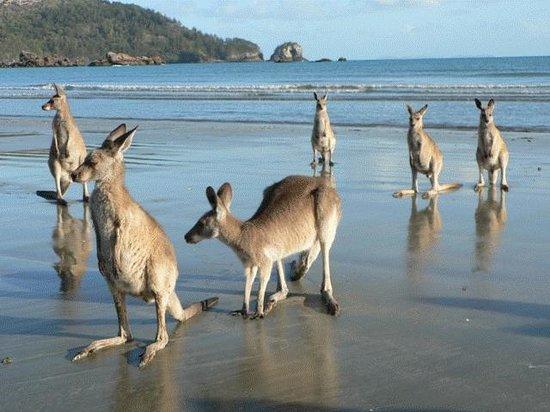 Seaforth QLD Tourism Townsville