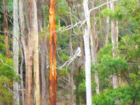 Quamby Pines Chalet - Tourism Townsville 11