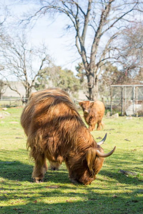 Ratho Farm - Tourism Townsville 4