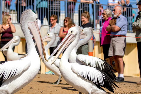BIG4 Ingenia Holidays Phillip Island - Tourism Townsville 17