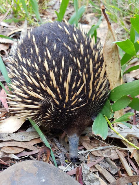 The Nature Resort Villas - Tourism Townsville 14