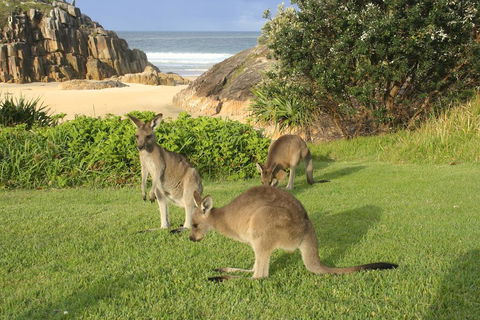The Carrai - Tourism Townsville 2