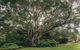 The Eumundi Dairy - thumb 2