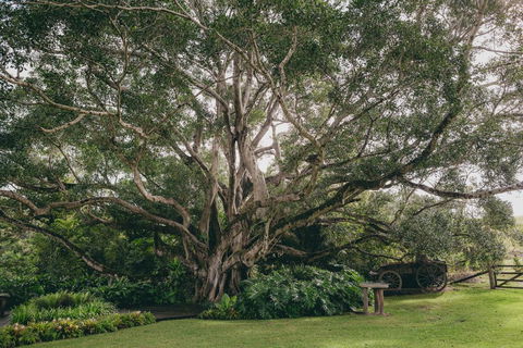The Eumundi Dairy - Tourism Townsville 2