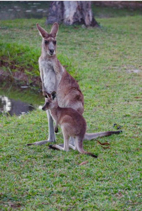 The Zen Den Adults Only - Tourism Townsville 3