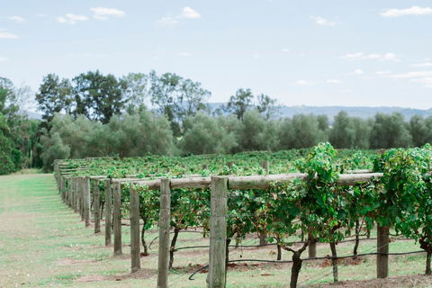 Tranquil Vale Vineyard - Tourism Townsville 2