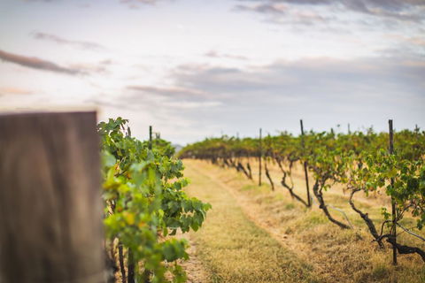 Unlax @ Hunter Valley - Tourism Townsville 3