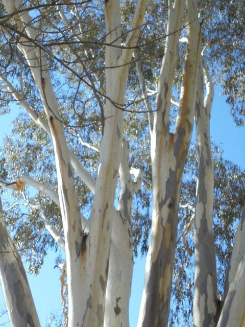 Wagga Wagga Tourist Park - Tourism Townsville 3