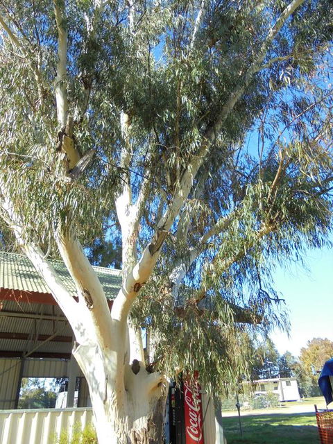 Wagga Wagga Tourist Park - Tourism Townsville 2