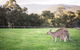 Kangaroo Manor - thumb 29