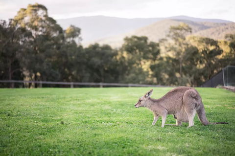 Kangaroo Manor - Tourism Townsville 29