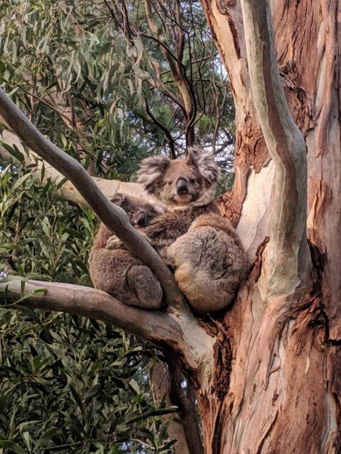 Kangaroo Manor - Tourism Townsville 9