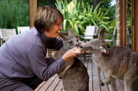 Kangaroo Manor - Tourism Townsville 20