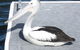 Gaia On Bribie Island - thumb 42