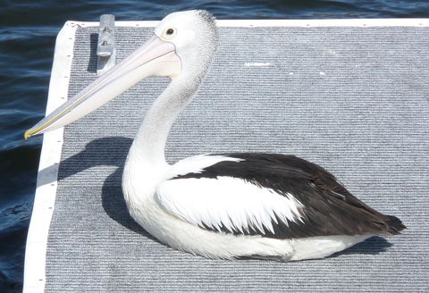 Gaia On Bribie Island - Tourism Townsville 42