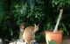 Bluewater Bed & Breakfast Cairns - thumb 22