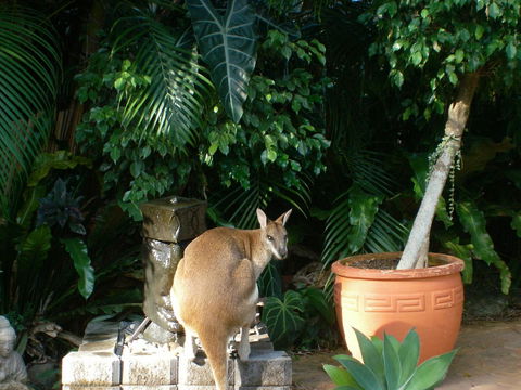 Bluewater Bed & Breakfast Cairns - Tourism Townsville 22