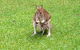 Bluewater Bed & Breakfast Cairns - thumb 6