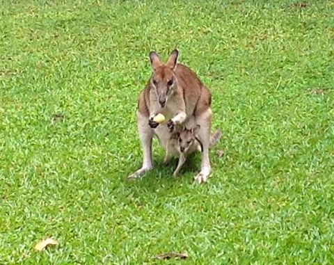 Bluewater Bed & Breakfast Cairns - Tourism Townsville 6