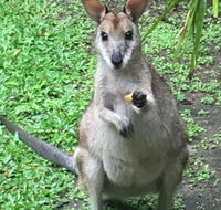 Bluewater Bed  Breakfast Cairns - Tourism Townsville