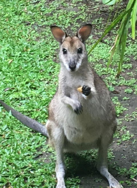 Bluewater Bed & Breakfast Cairns - Tourism Townsville 0