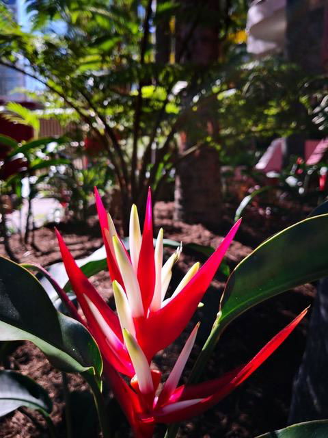 Enderley Gardens Resort - Tourism Townsville 14