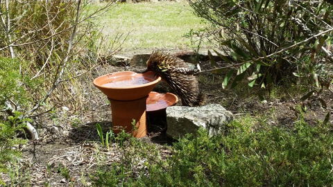 Wind Song Bed & Breakfast - Tourism Townsville 3