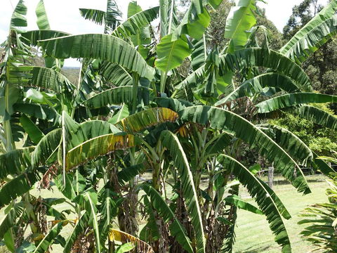 Winston Cottage - Tourism Townsville 1