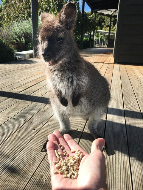 Parnella Adventure Bay, Bruny Island - Tourism Townsville 17